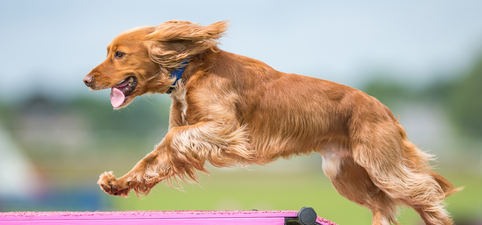 Bark in the Park 2024